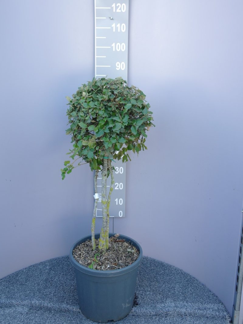 Quercus ilex meerstammig