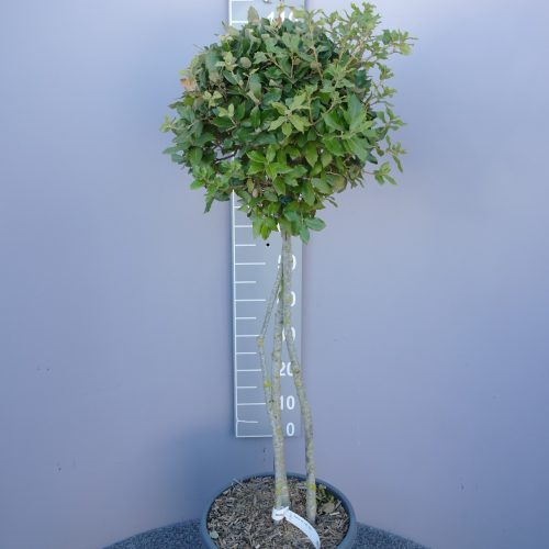 Quercus ilex meerstammig