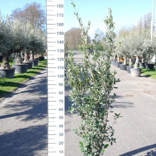 Steeneik struik 175-200cm (Quercus ilex)