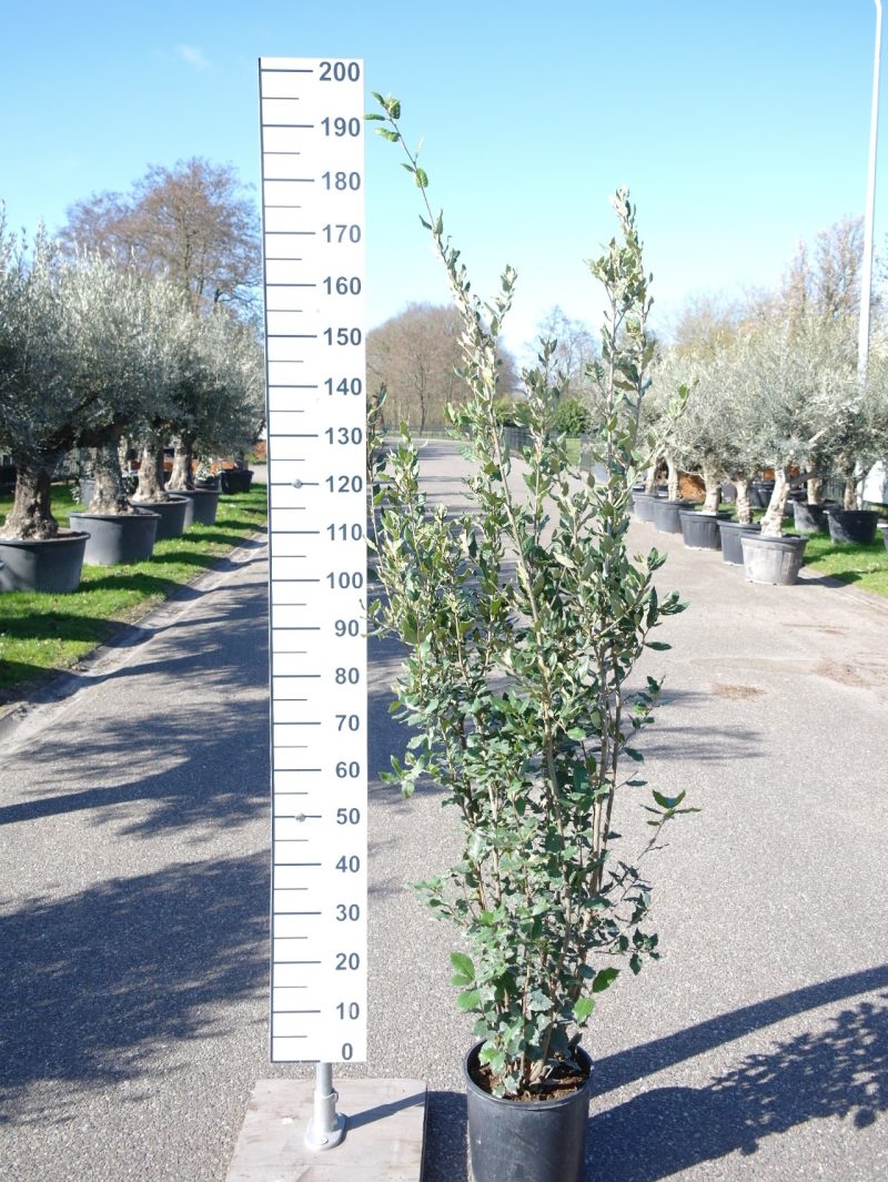 Quercus ilex