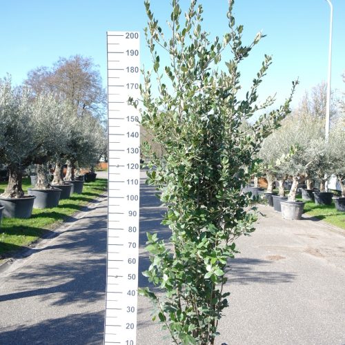 Quercus ilex
