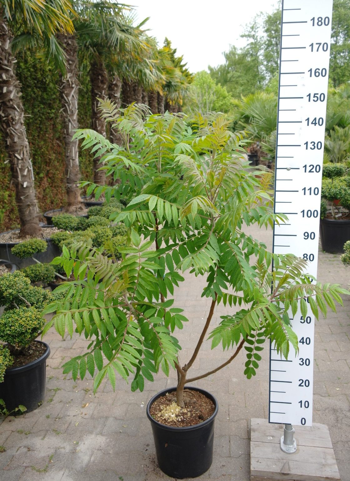 Rhus Typhina - Fluweelboom - Tuinplantenonline.nl