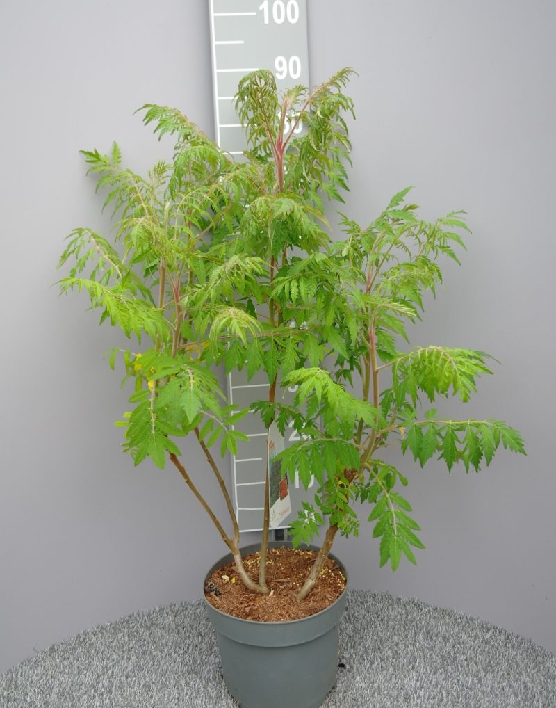 Rhus Typhina 'Dissecta' - Fluweelboom - Tuinplantenonline.nl