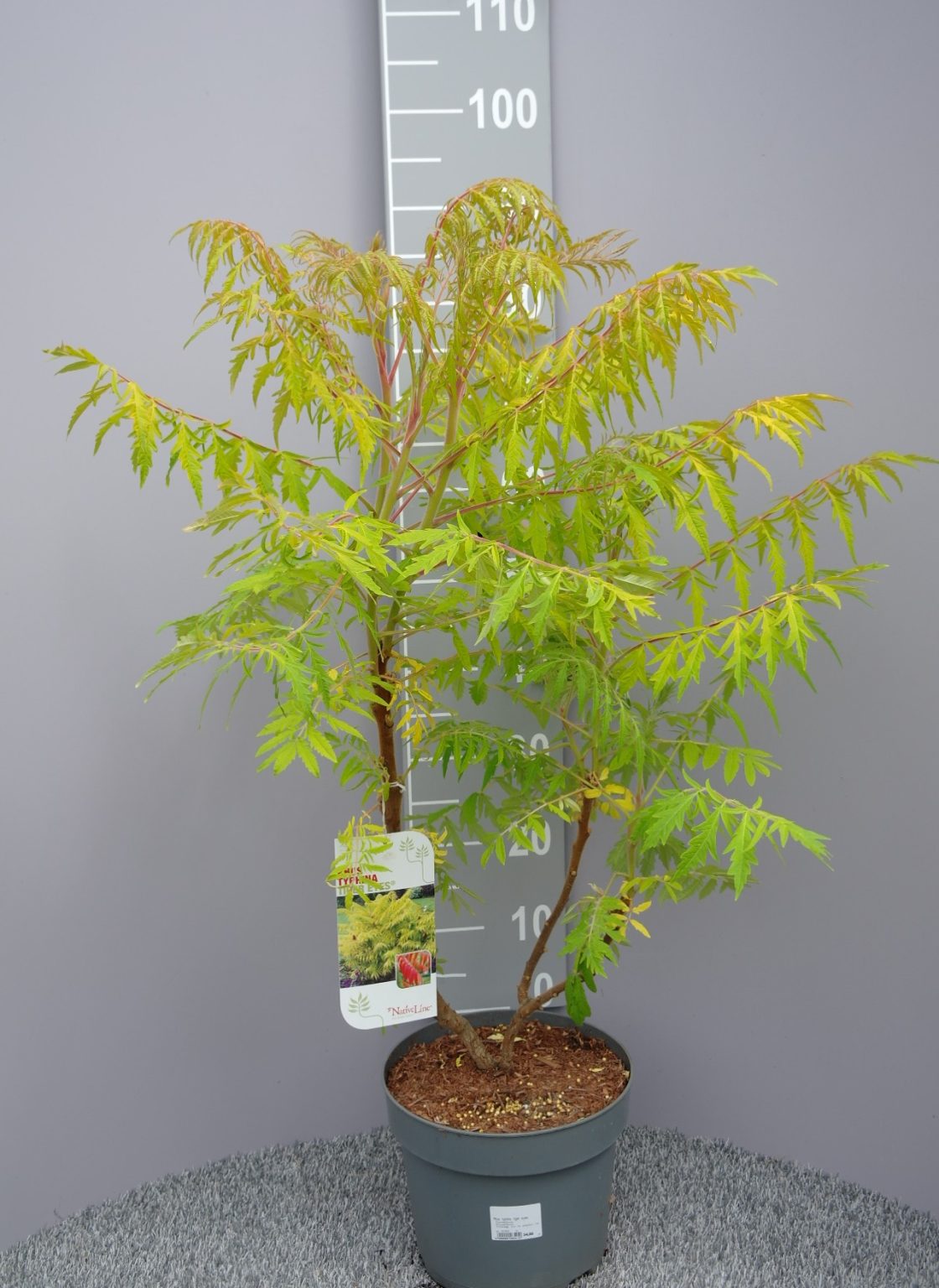 Rhus Typhina 'Tiger Eyes' - Fluweelboom - Tuinplantenonline.nl