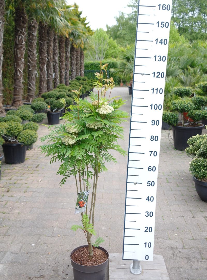 Sorbus aucuparia 'Autumn Spire' - Zuil Lijsterbes
