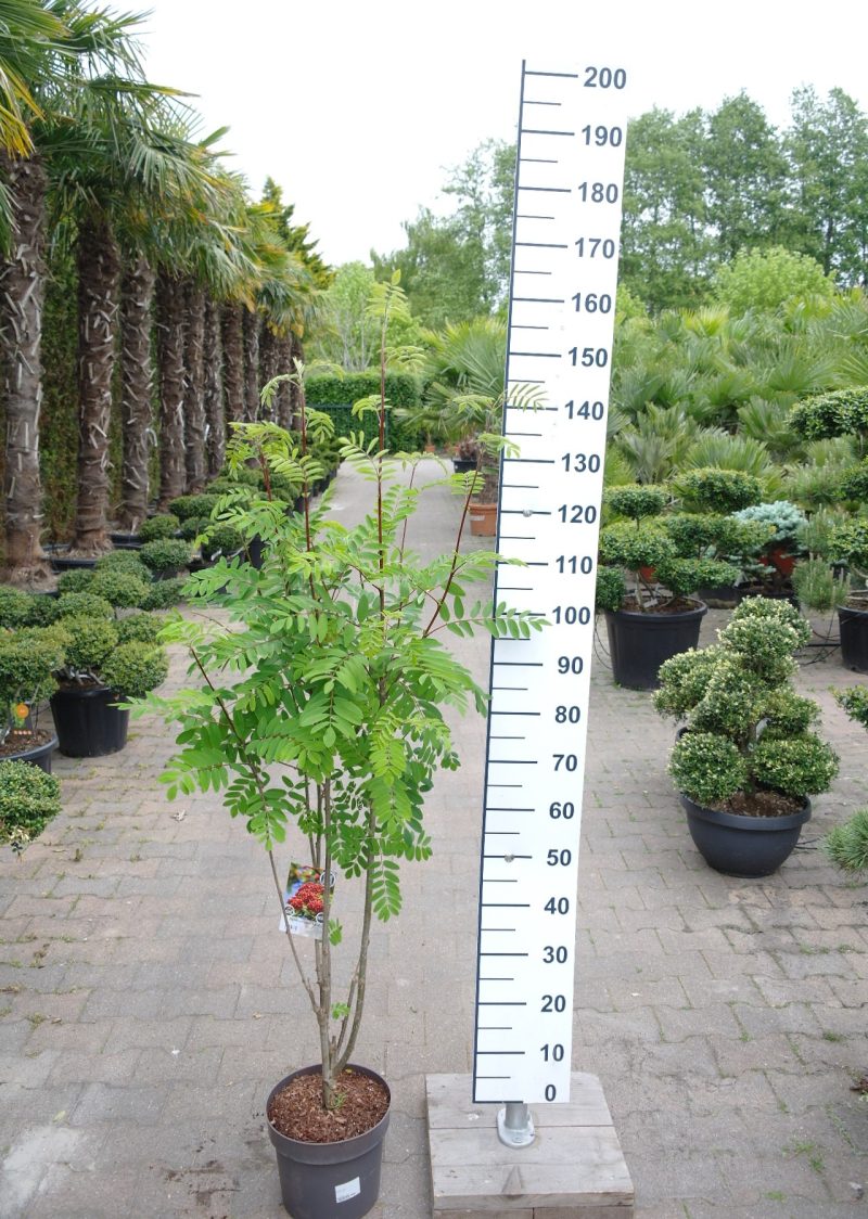 Sorbus aucuparia 'Edulis' -  Lijsterbes