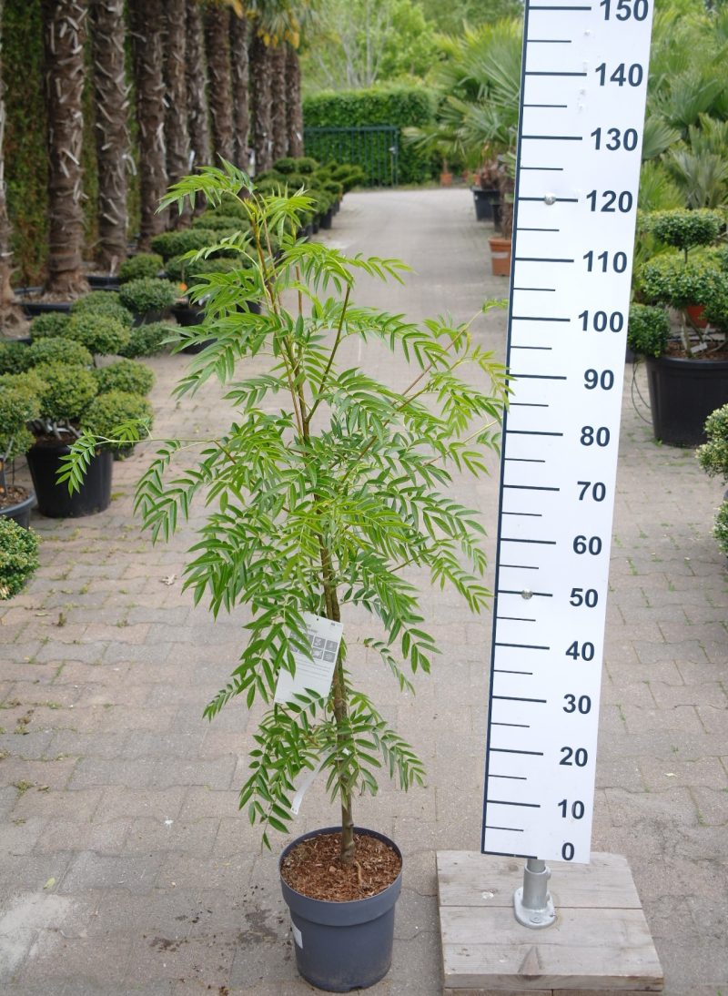 Sorbus aucuparia 'Ulong' - Wilde Lijsterbes