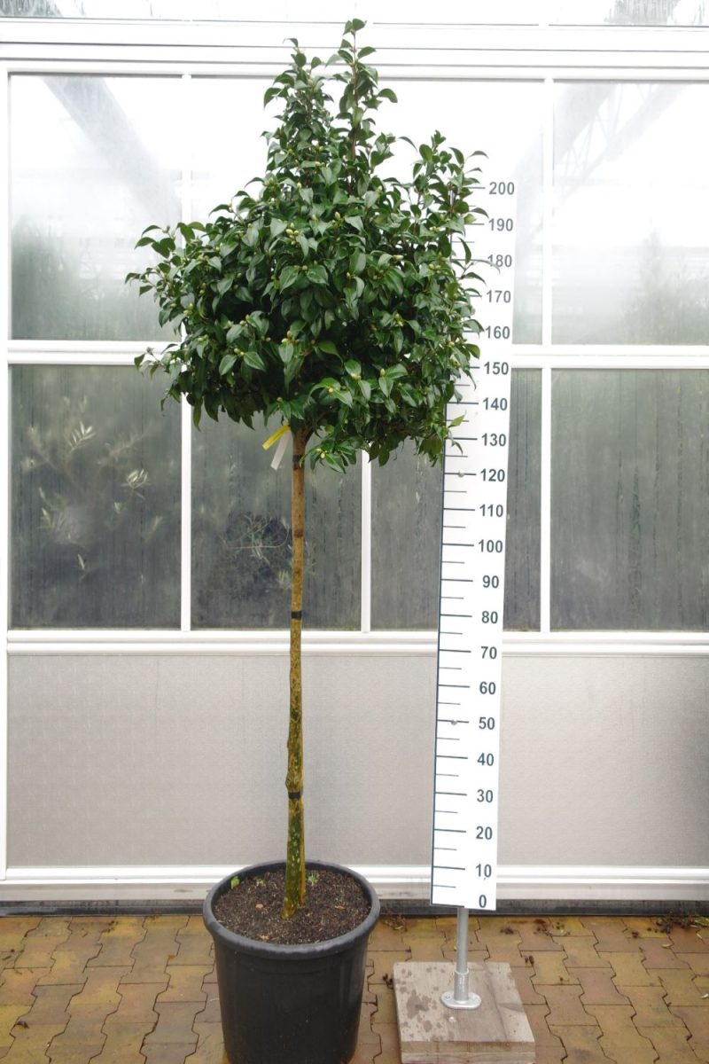 Camellia Japonica Alba Plena op stam - Wit