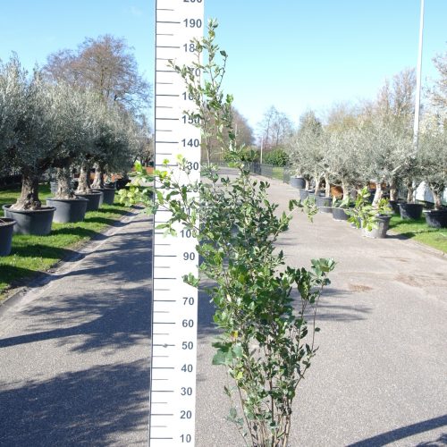 Steeneik struik (Quercus ilex) 125-150cm