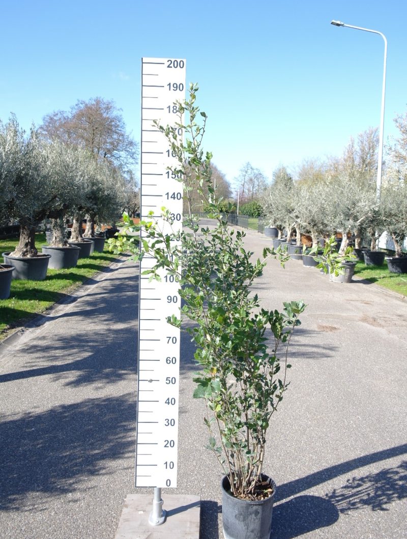 Steeneik struik (Quercus ilex) 125-150cm