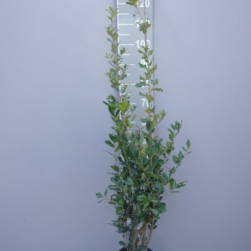 Steeneik struik (Quercus ilex) 80-100 cm