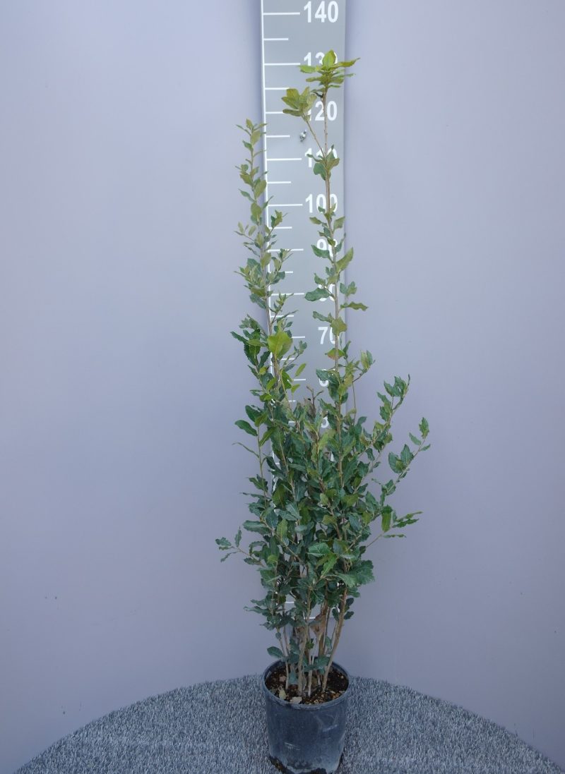 Steeneik struik (Quercus ilex) 80-100 cm