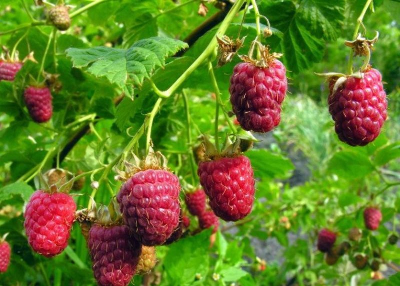 Rubus idaeus ‘Fallred'® - herfstframboos